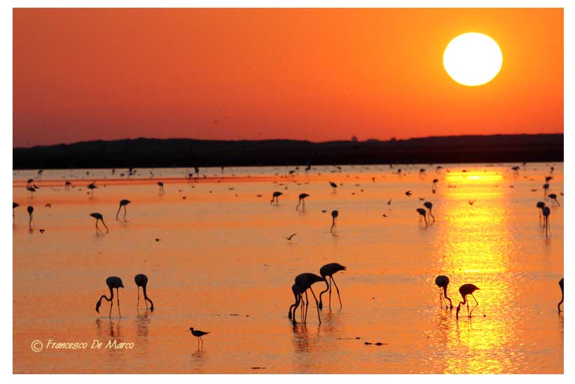 camargue tramonto saline_52