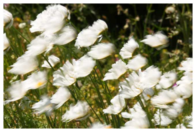 margheritone-fiori-montagna