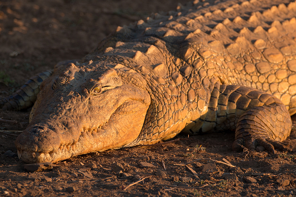 coccodrillo-kruger-national-park-_05