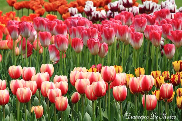 tulipani-fioriture-primavera-_079